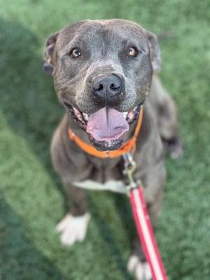 BUDDY*, Pit Bull Terrier, adult, available for adoption