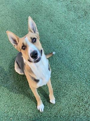 a dog sitting on a green carpet