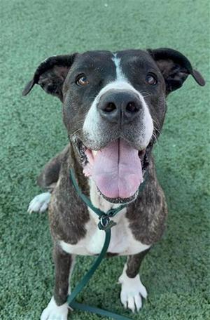 BABY GIRL*, American Pit Bull Terrier, adult, available for adoption