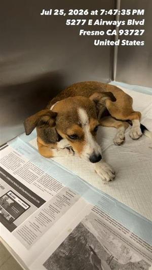 A037562, Beagle Mix, young, available for adoption