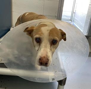AUTUMN*, Terrier Mix, senior, available for adoption