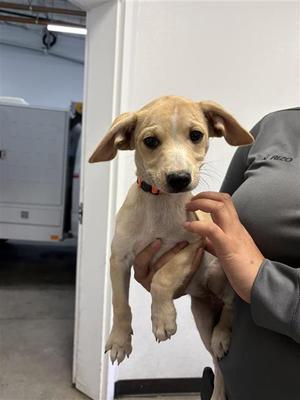A040857, Chihuahua - Smooth Coated Mix, puppy, available for adoption