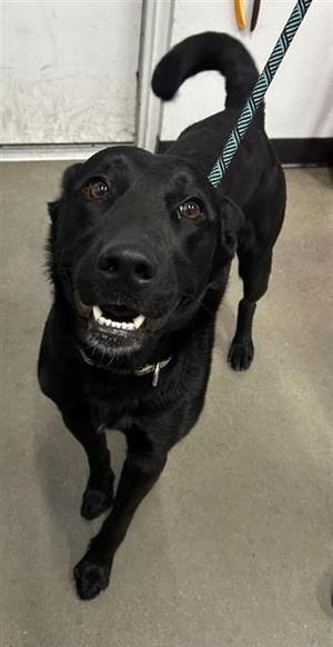 A037513, German Shepherd Dog Mix, adult, available for adoption