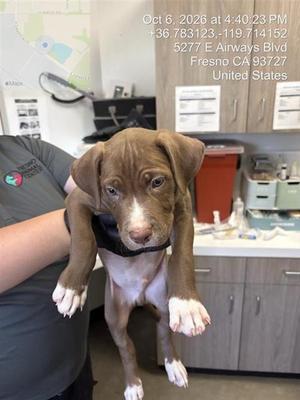 ATTILA THE HUN*, Pit Bull Terrier, puppy, available for adoption