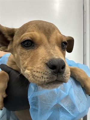 A040489, Pit Bull Terrier Mix, puppy, available for adoption
