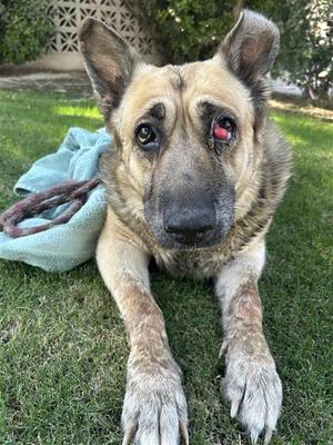 A040892, German Shepherd Dog Mix, senior, available for adoption