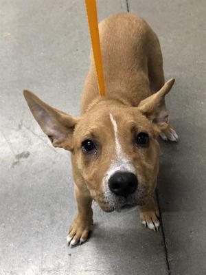 ALANA*, German Shepherd Dog Mix, puppy, available for adoption