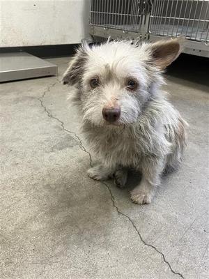 A037874, Terrier Mix, adult, available for adoption