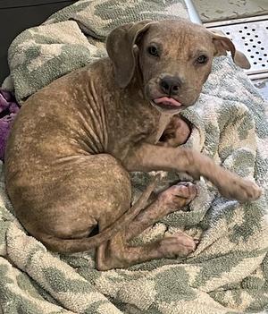 BAGEL*, Pit Bull Terrier, puppy, available for adoption