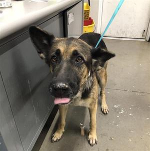 A040666, German Shepherd Dog Mix, adult, available for adoption
