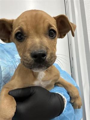 A040486, Pit Bull Terrier Mix, puppy, available for adoption