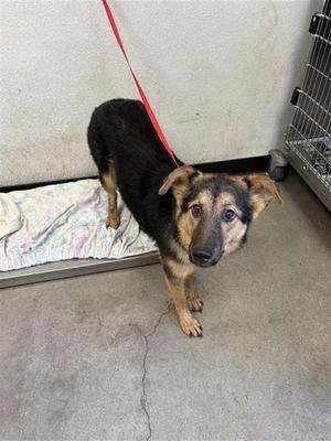 A037775, German Shepherd Dog Mix, young, available for adoption
