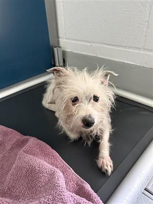 A037892, Terrier, senior, available for adoption