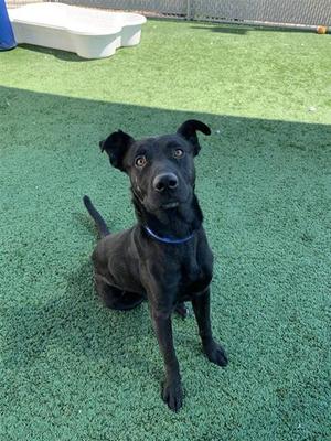 A037869, Labrador Retriever Mix, senior, available for adoption