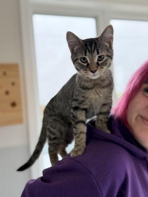 Kylian, kitten, available for adoption