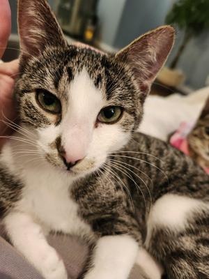 Kitty Perry, young, available for adoption