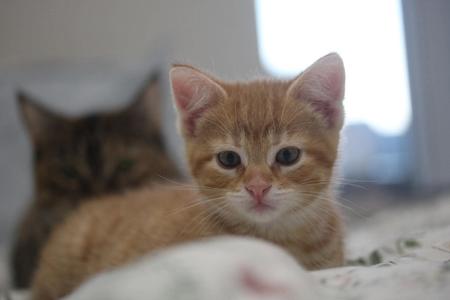 Flame, kitten, available for adoption