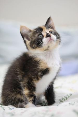 Cinder, kitten, available for adoption