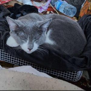 Craig, young, available for adoption