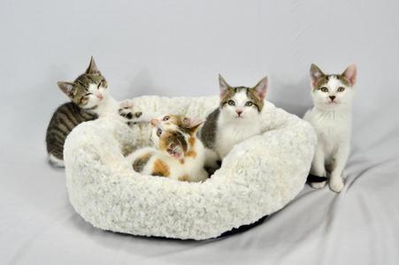three kittens in a white fluffy bed
