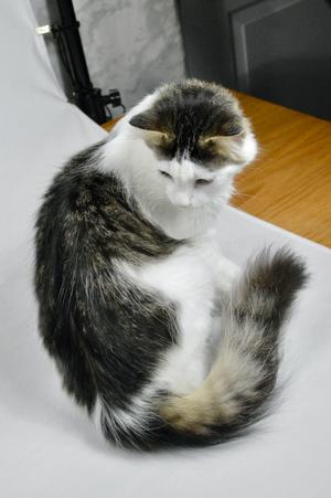 Marlow, young, available for adoption