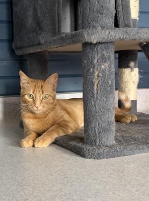 Mia, young, available for adoption
