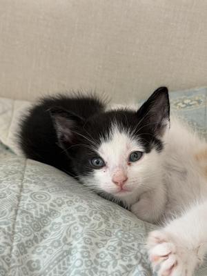 Atticus, kitten, available for adoption