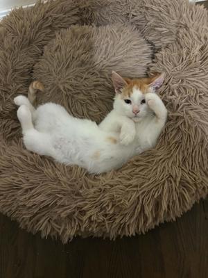 A white and orange cat lying on its back in a fluffy brown bed.