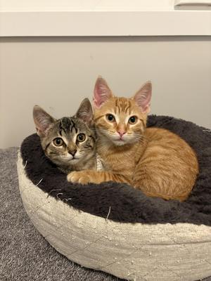 Two cats sitting together in a cat bed