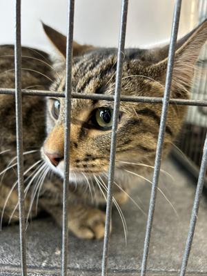 Binou, adult, available for adoption