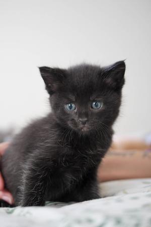 a black kitten with blue eyes sitting on a bed