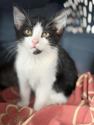 Eric, kitten, available for adoption