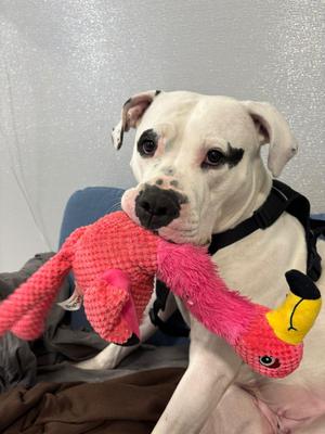 Athena, Cane Corso / Pit Bull Terrier, adult, available for adoption