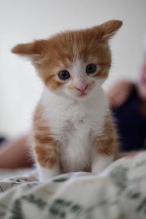 Flicker, kitten, available for adoption