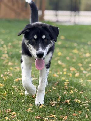 Marlon, German Shepherd Dog, young, available for adoption