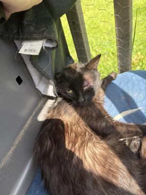 Cinnamon, young, available for adoption