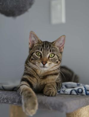 A tabby cat with green eyes sitting on a cat tree, looking directly at the camera.