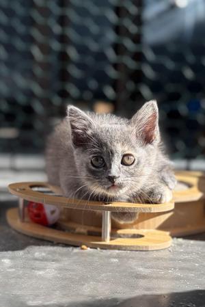 Meela, kitten, available for adoption