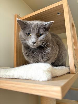 Katie, adult, available for adoption