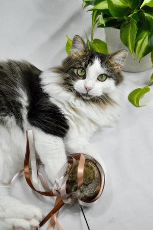 Meadow, young, available for adoption