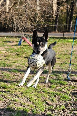 Comanche, Husky / Mixed Breed, young, available for adoption