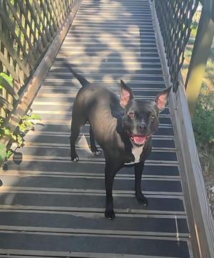A black dog with a white chest standing on a wooden bridge, looking up with its mouth open and tongue out.