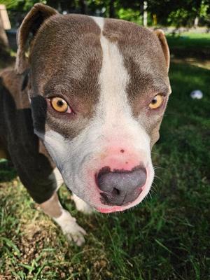 Walker, Boxer / Mixed Breed, adult, available for adoption