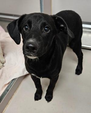 Brick, Labrador Retriever / Mixed Breed, puppy, available for adoption