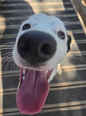 A close-up of a dog with a black and white coat, its tongue out, and its nose close to the camera. The dog appears to be on a wooden deck or patio.