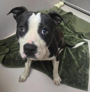 A black and white dog sitting on a green towel