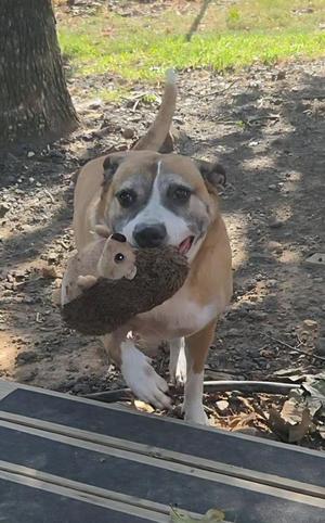 A brown and white dog holding a toy in its mouth.