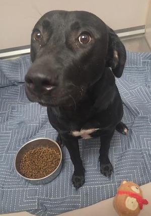 A black dog sitting on a blue patterned blanket with a bowl of dog food and a toy nearby.
