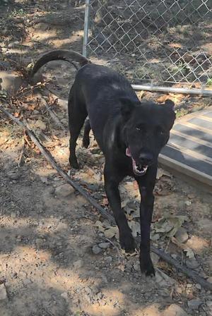 black dog walking on dirt path
