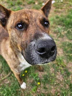 Close-up of a brindle dog's face with a wet nose and dark eyes, outdoors on grass.